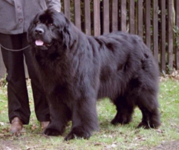 Int. Ch., Multi Ch. BLACK BUFFALO'S BRUCE WAYNE