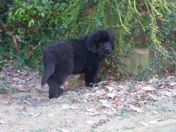 T:&nbsp;Glennys v. Tiroca&nbsp;-&nbsp;05-11-2008