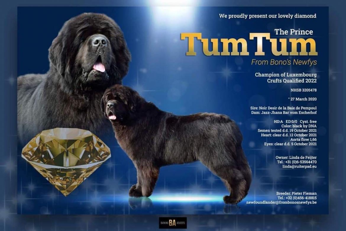 R: The Prince Tumtum From Bono's Newfys - 27-03-2020